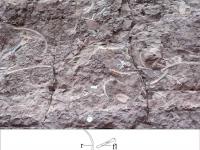 重庆在云阳发现亚洲最古老剑龙化石