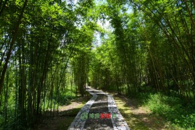茶山竹海国家森林公园