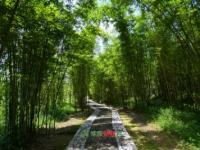 重庆市4A级风景区：永川茶山竹海国家森林公园