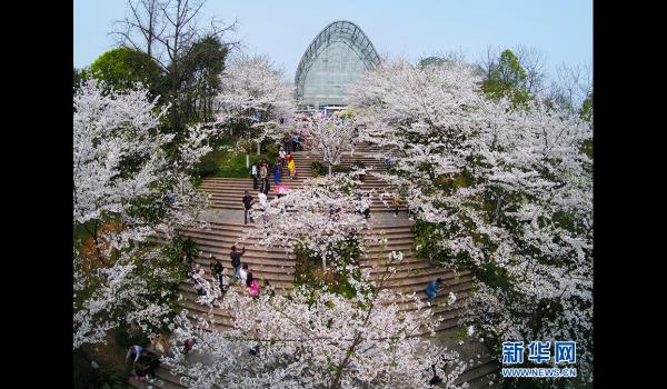 重庆南山植物园春光正盛