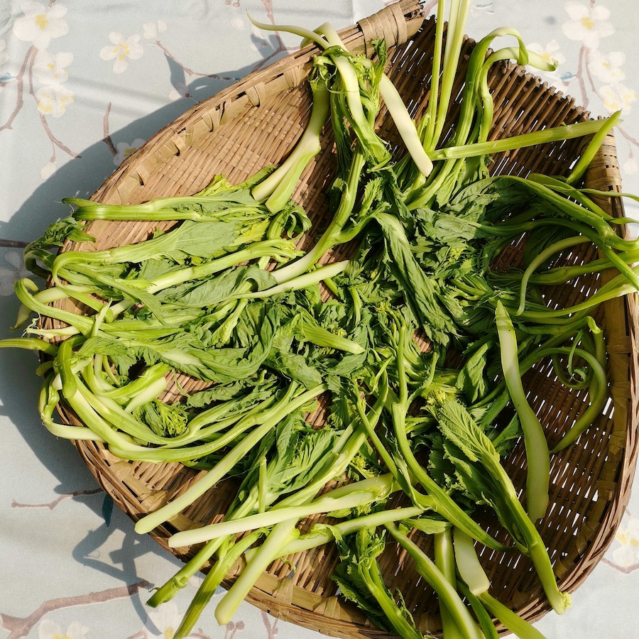笋壳青菜，是叶用芥菜的一种。晾晒，是制作冲菜的第一步 。