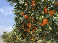 万州玫瑰香橙：这个最浪漫的橙，你还没吃过吗？