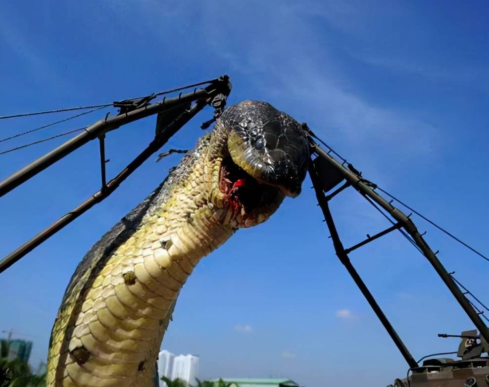 500米长巨型蟒蛇图片